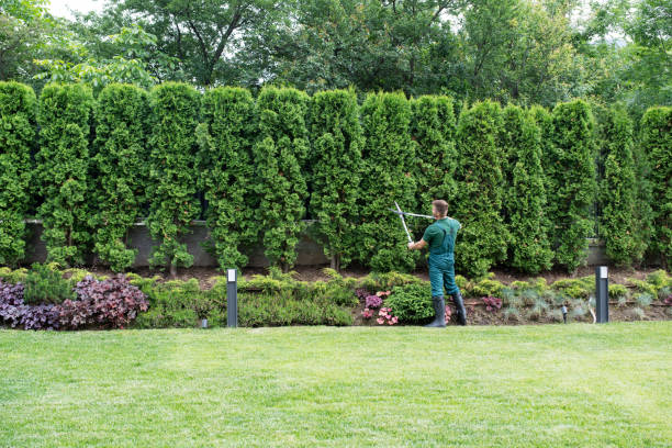 Professional Tree Care Services in Red Lion, PA